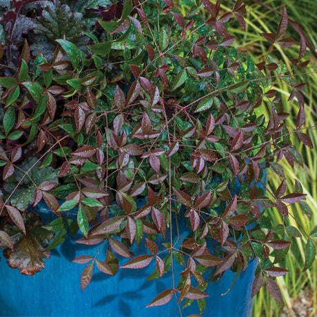 Close-up of a potted flirt nandina plant with green and brown leaves against a blurred natural background