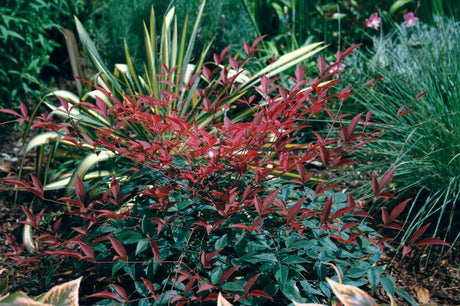 Flirt Nandina plant with red and green leaves in a garden setting