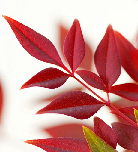 Close-up of red leaves of the Flirt Nandina on a white background