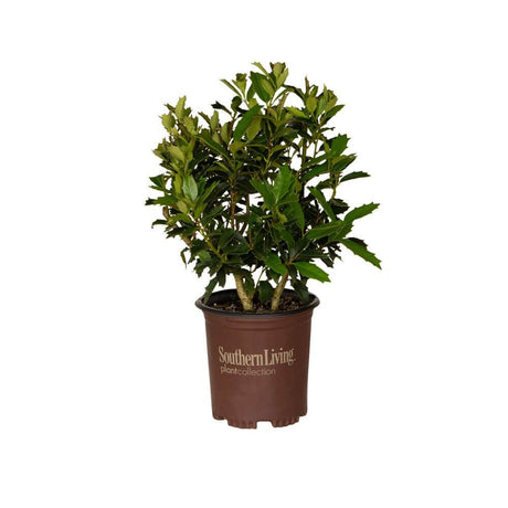 2.5 Quart fast-growing oakland holly tree for sale online easy to grow
