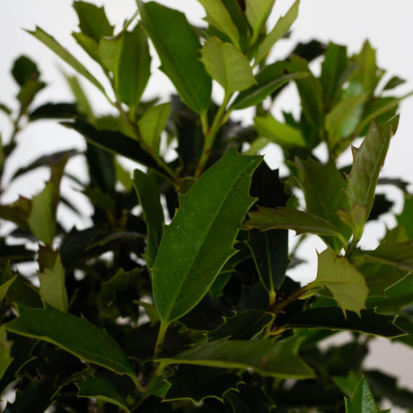 Closeup of an evergreen Oakland Holly leaf from Southern Living Plant Collection