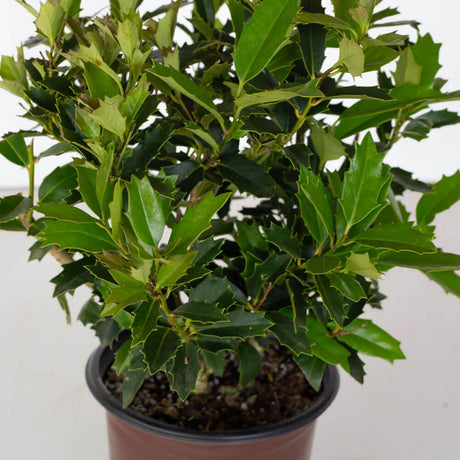 Oakland Holly closeup of foliage. Evergreen leaves make for year round interest
