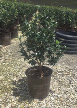 October Magic® Bride™ Camellia