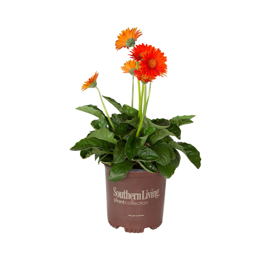 sedum jelly bean plant 4” Sedum Jelly Bean main image 0