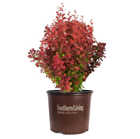 A Southern Living plant collection potted Orange Rocket Barberry plant with dense red-orange foliage and small green leaves, in a dark brown nursery pot on a white background.