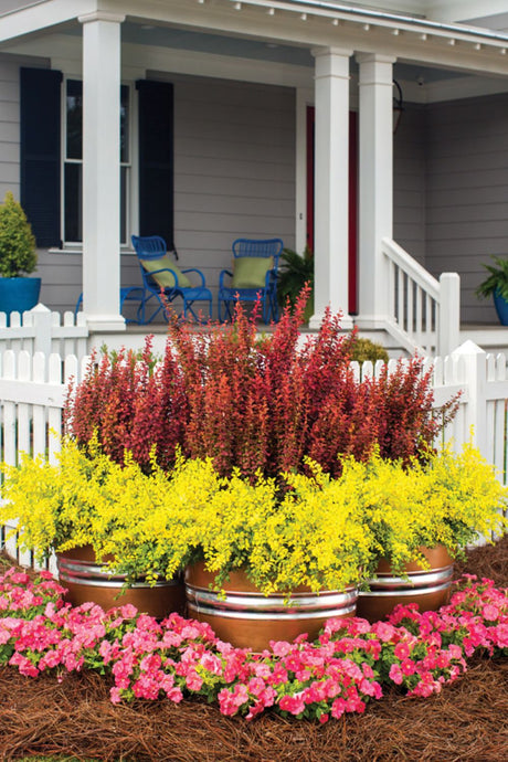 Three large copper-colored barrel planters filled with bright yellow sunshine ligustrum, and deep red orange rocker barberry, and pink flowering plants arranged in front of a white house porch.