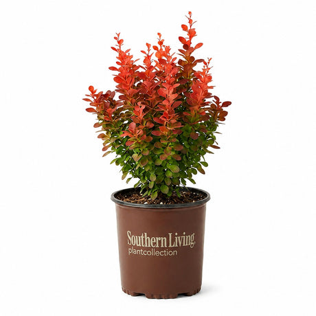A potted ornamental Orange Rocker Barberry plant with bright red-orange foliage and green lower leaves, in a brown plastic nursery pot printed with 'Southern Living plant collection' on a white background.