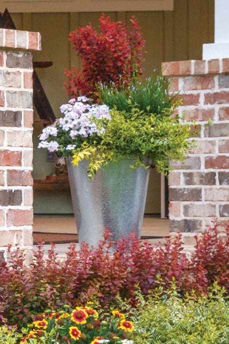 A large galvanized metal planter filled with green foliage, red orange rocket barberry shrubs, and white flowers, set in front of a brick doorway with garden flowers in the foreground.