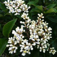 Curly Wavy Leaf Ligustrum japonica Recurvifolia small white flowers