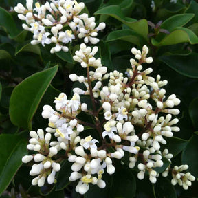 Curly Wavy Leaf Ligustrum japonica Recurvifolia small white flowers