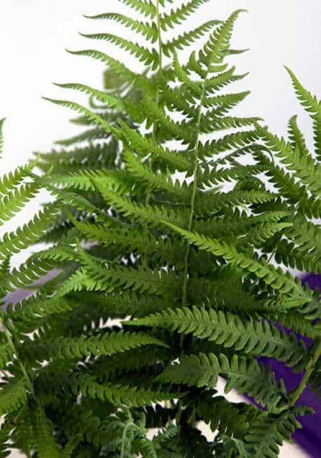 Southern Wood Fern foliage texture up close
