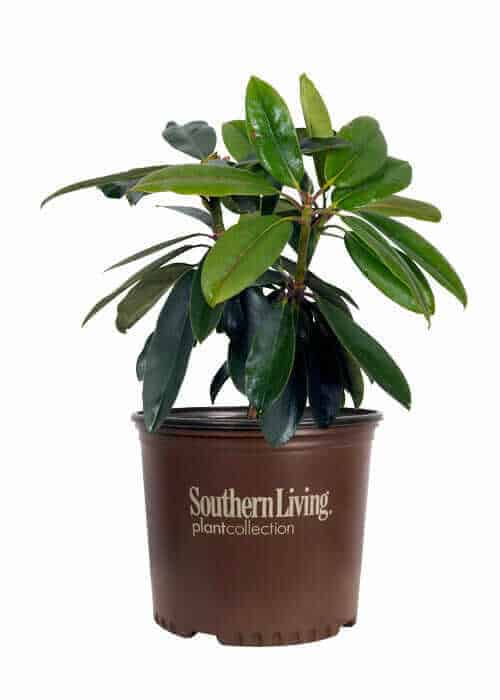 house plant rhododendron Southgate Divine Rhododendron