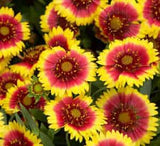 Sunset Flash Gaillardia red yellow blooms
