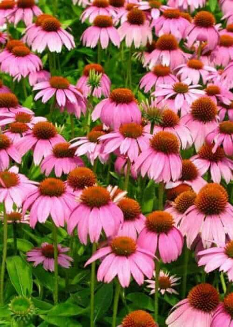 Crazy Pink Echinacea pink flowers orange centers