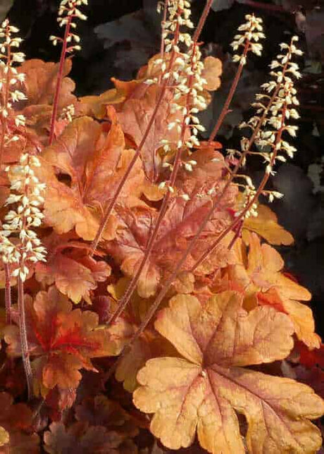 'Buttered Rum' Heucherella for sale with orange foliage and long stems with white flowers