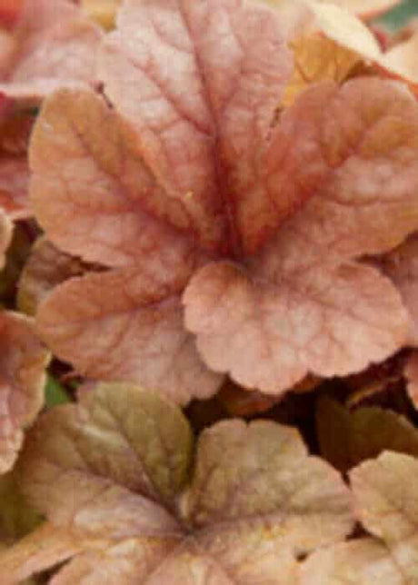 Butter Rum Heucherella foliage up close