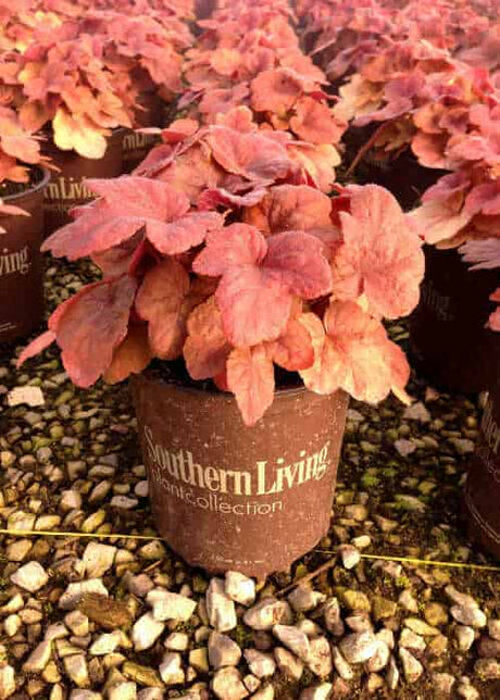 Butter Rum' Heucherella