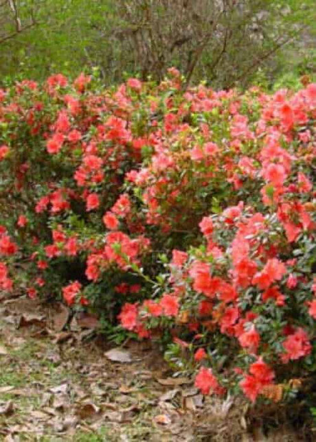 Autumn Coral Encore Azalea pink with dark pink specks