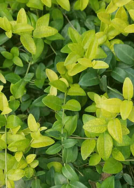Vinca Minor 'Common Periwinkle'
