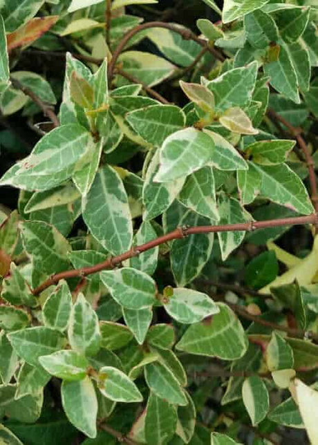 Variegated Jasmine Asiatic