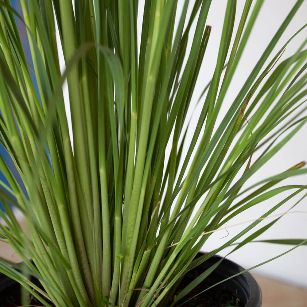 pampas grass plant in pot Pampas Grass