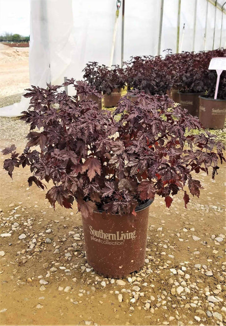 Panama Red Hibiscus in 2 gallon pot