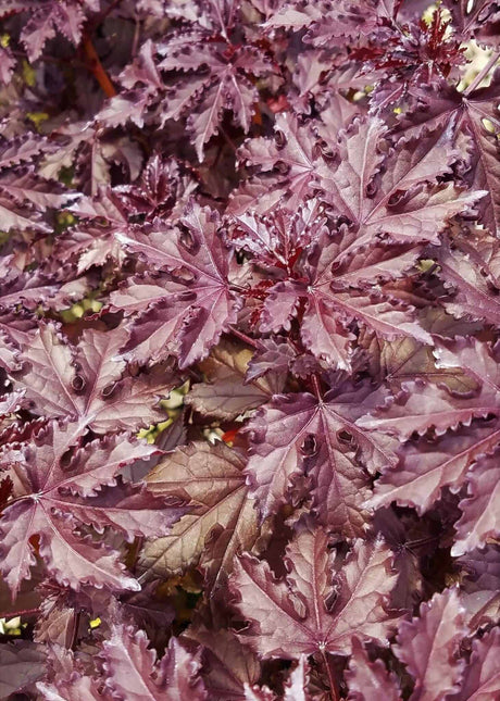 panama red hibiscus foliage closeup