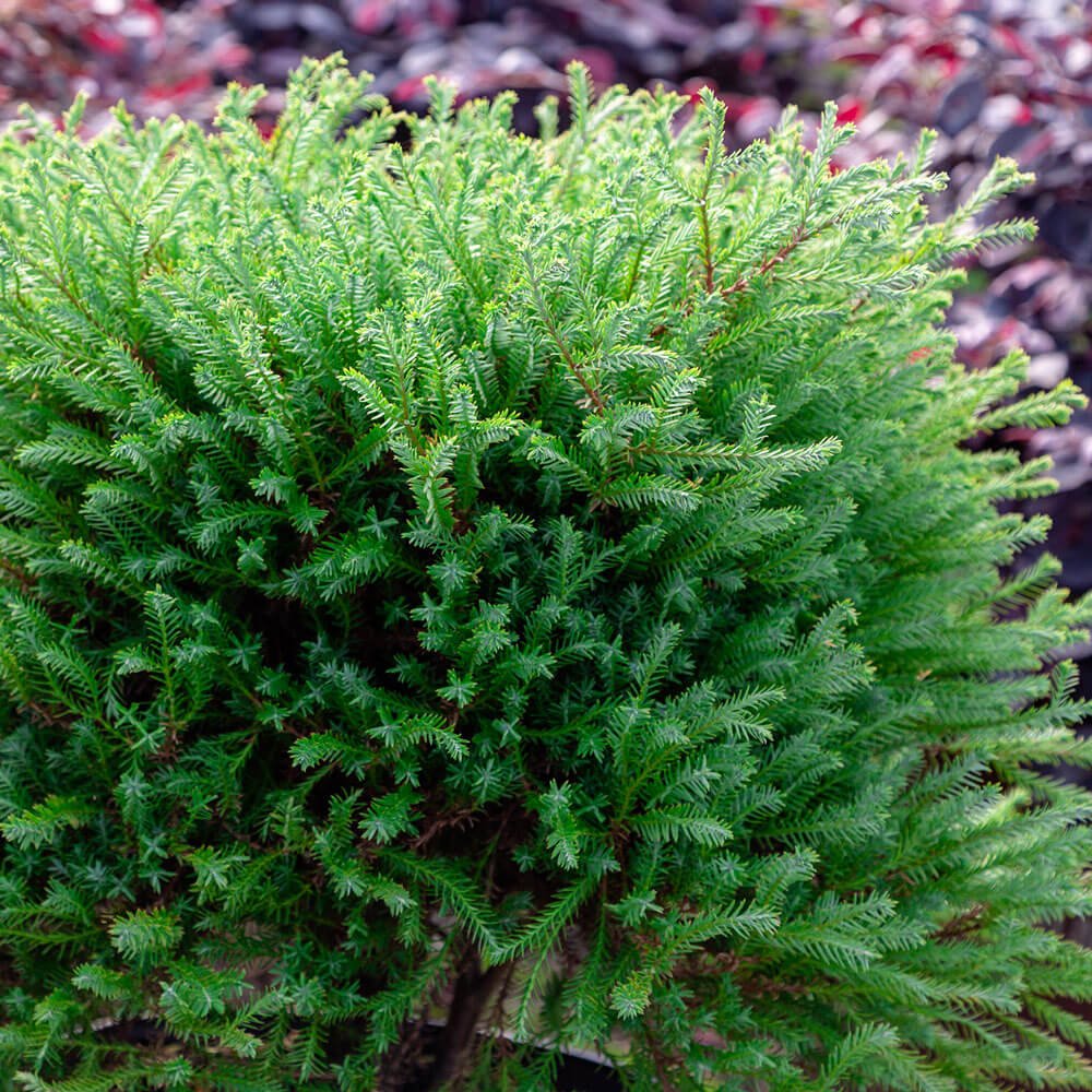 Pancake Arborvitae | Available Online – Plants by Mail