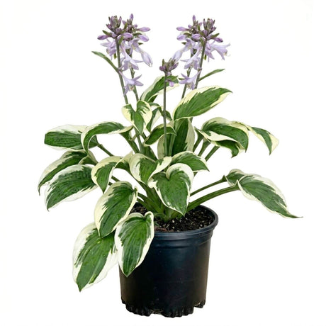 Variegated Hosta - Patriot Hosta for sale with variegated leaves that are green in the center and light beige on the edge in a black nursery pot on a white background