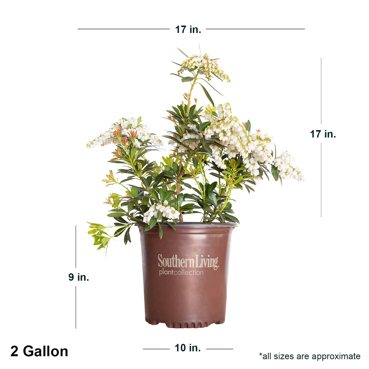 Mountain Snow Pieris