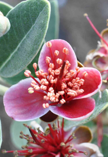 Bambina Pineapple Guava colorful rose-pink flower