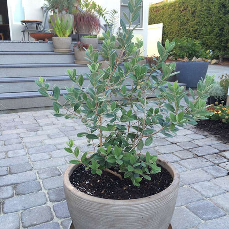 A potted green pineapple guava shrub with dense oval leaves in a large textured beige pot, placed on a gray stone patio in front of outdoor steps and garden plants.