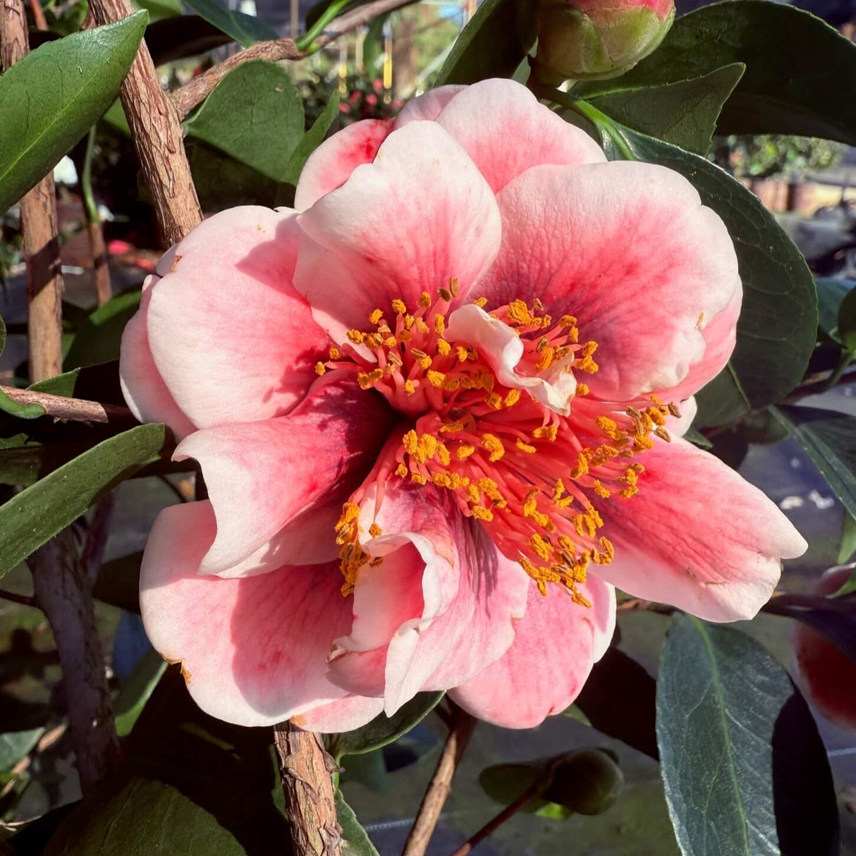 Close-up of a pink flower with yellow stamens surrounded by green leaves. Camellia japonica 'Tama Vino'