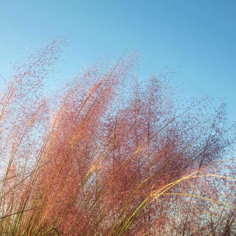 pink muhly grass muhlenbergia capillaris zone 4 near me for sale 