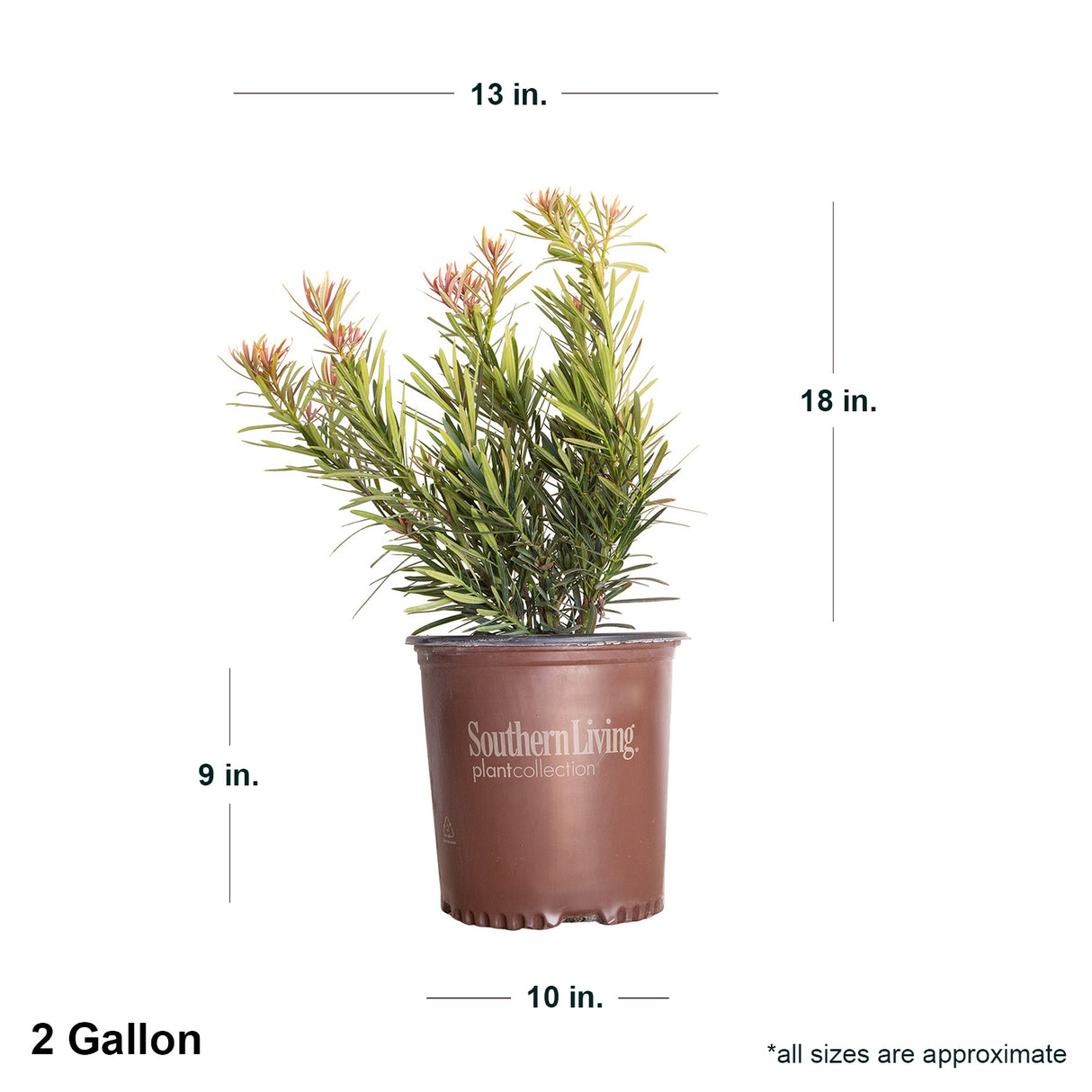 2 Gallon Mood Ring Podocarpus for sale features with shipped plant dimensions. Ships at approx 18 inches tall by 13 inches wide
