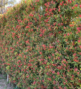 Mood Ring Podocarpus Shrub with red new foliage and green leaves in a privacy hedge