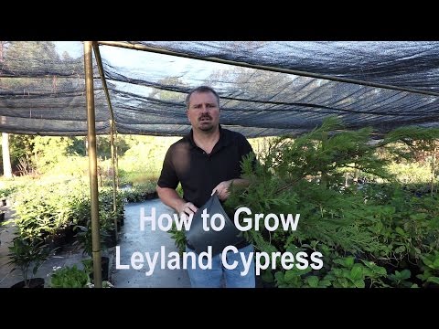 How to grow leyland cypress trees with Jim Putnam from HortTube