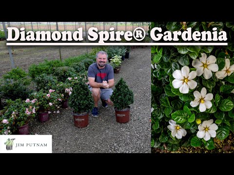 Diamond Spire Gardenia