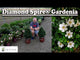 Diamond Spire Gardenia