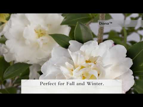 October Magic Bride Camellia (Sasanqua)