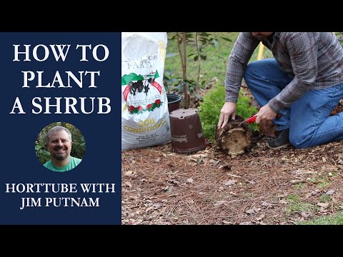 Tips on how to plant a shrub with Jim Putnam from HortTube