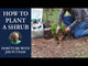 Tips on how to plant a shrub with Jim Putnam from HortTube