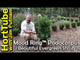 Mood Ring Podocarpus care and planting instructions with Jim Putnam