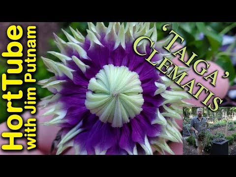 Taiga Clematis
