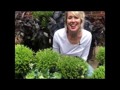 Pancake Arborvitae | Available Online – Plants by Mail