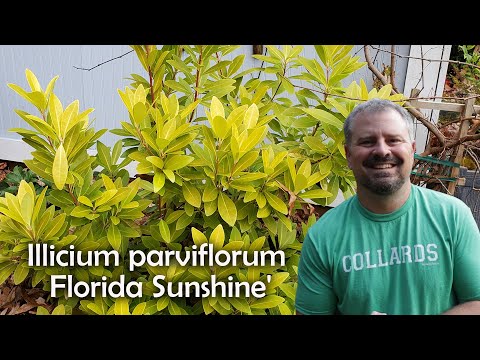 Learn about Florida Sunshine Illicium Parviflorum with Jim Putnam