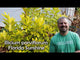 Learn about Florida Sunshine Illicium Parviflorum with Jim Putnam