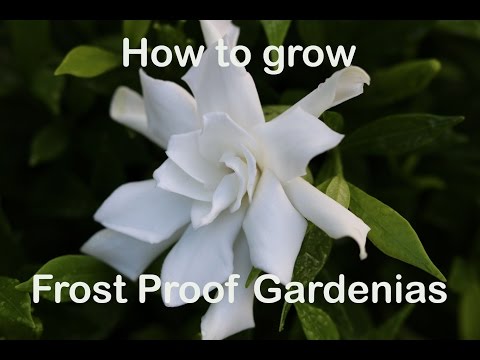 How to grow and care for Frost Proof Gardenia plants video