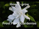 How to grow and care for Frost Proof Gardenia plants video