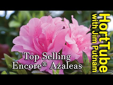 Top 10 Encore Azaleas with Jim Putnam from HortTube